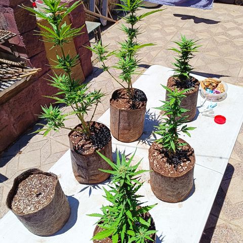 Rhino Ryder + Chemdawg / Sandita growlog timeline photo