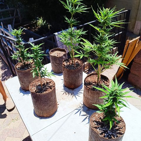 Rhino Ryder + Chemdawg / Sandita growlog timeline photo