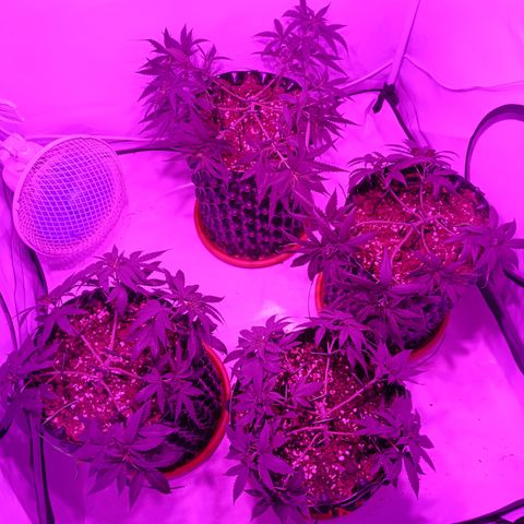 Wedding Cheesecake FF by GLGA growlog timeline photo