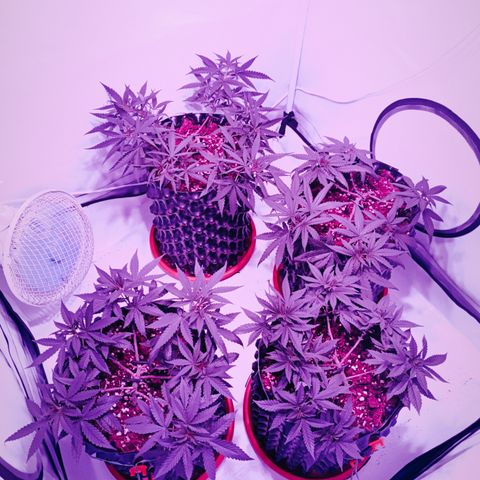 Wedding Cheesecake FF by GLGA growlog timeline photo