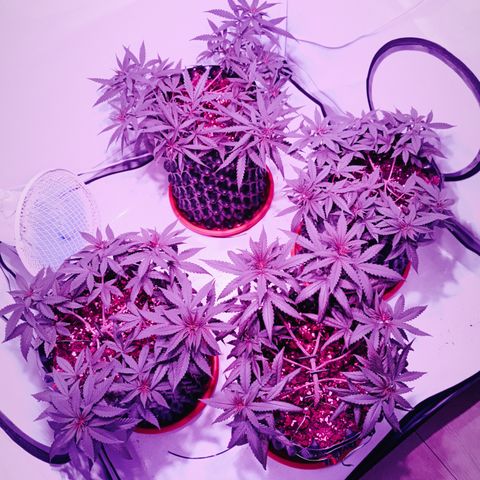 Wedding Cheesecake FF by GLGA growlog timeline photo