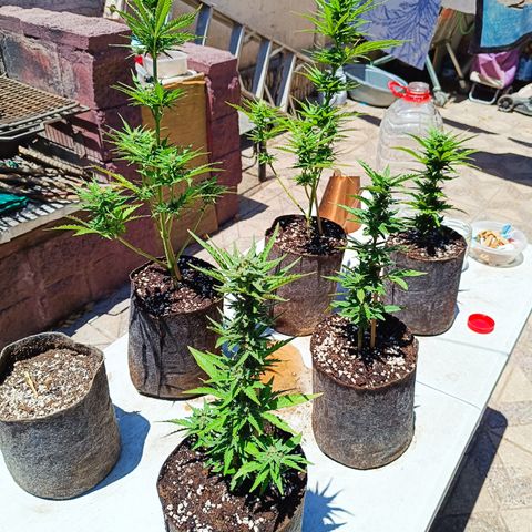 Rhino Ryder + Chemdawg / Sandita growlog timeline photo