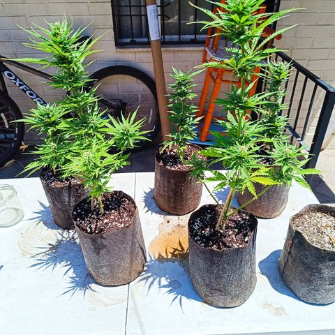 Rhino Ryder + Chemdawg / Sandita growlog timeline photo