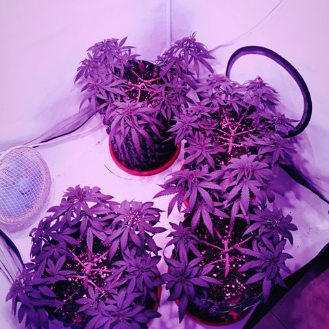 Wedding Cheesecake FF by GLGA growlog timeline photo