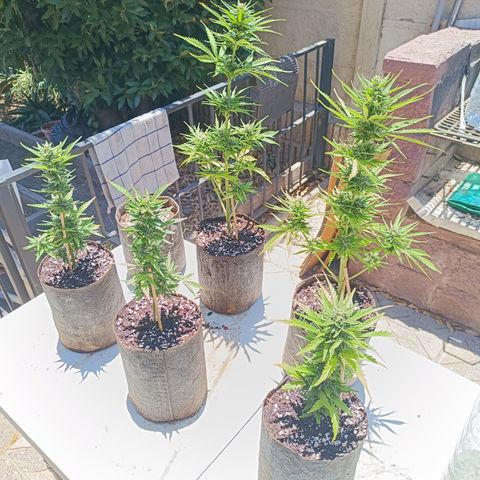 Rhino Ryder + Chemdawg / Sandita growlog timeline photo