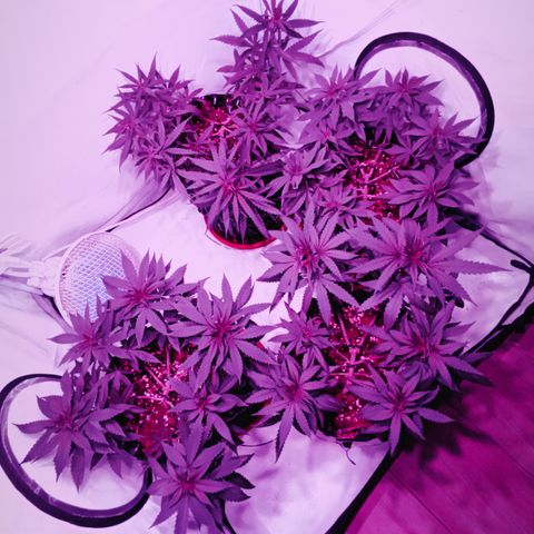 Wedding Cheesecake FF by GLGA growlog photo: 3 PM - Recién hecho el ajuste LST y corte de últimas hojas.