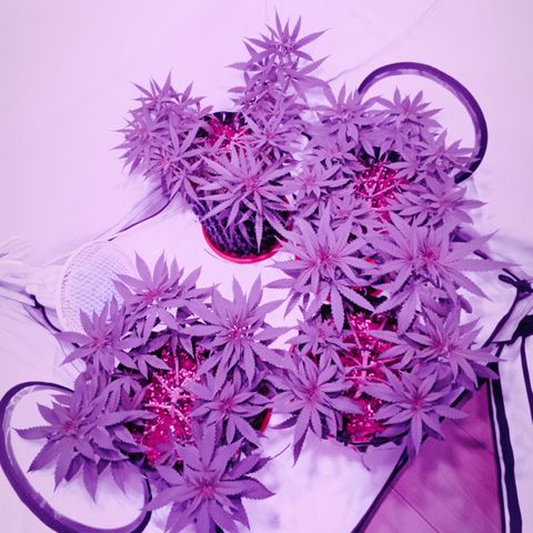 Wedding Cheesecake FF by GLGA growlog photo: 6 PM.