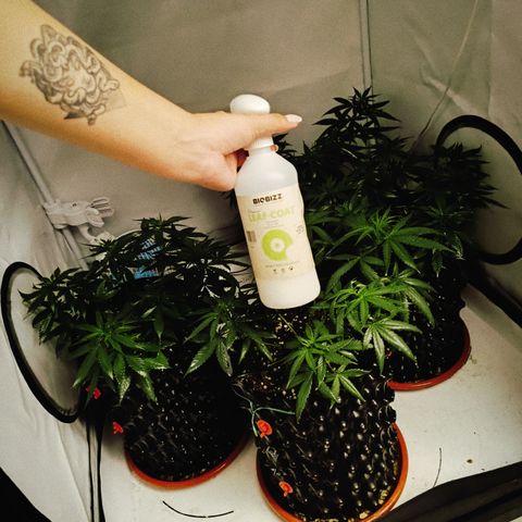 Wedding Cheesecake FF by GLGA growlog timeline photo