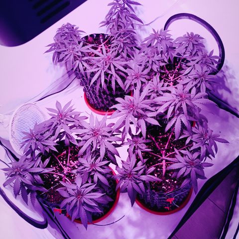 Wedding Cheesecake FF by GLGA growlog timeline photo