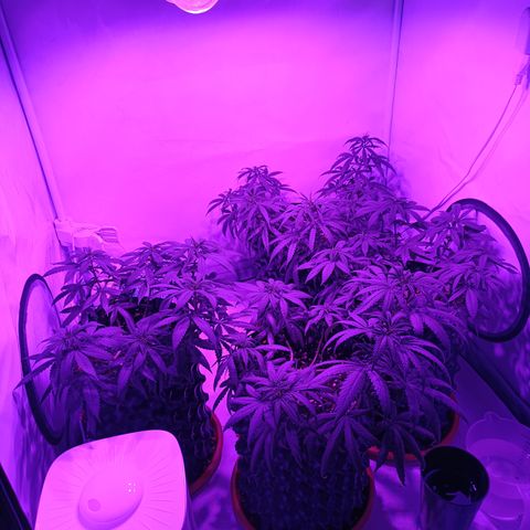 Wedding Cheesecake FF by GLGA growlog timeline photo