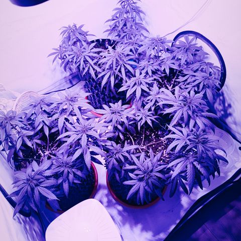Wedding Cheesecake FF by GLGA growlog timeline photo