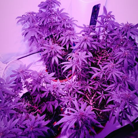 Wedding Cheesecake FF by GLGA growlog timeline photo