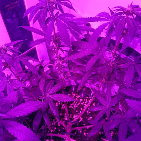 Wedding Cheesecake FF by GLGA growlog timeline photo