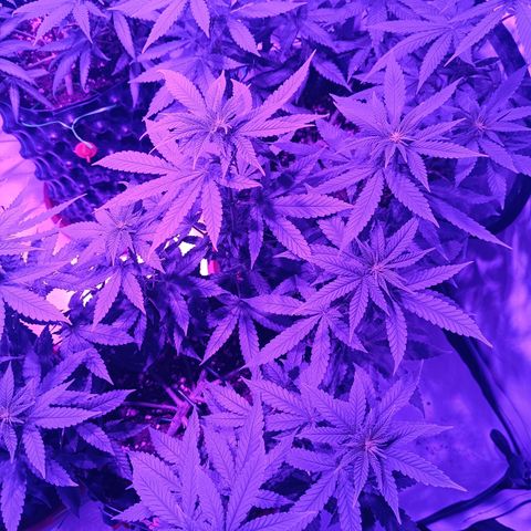 Wedding Cheesecake FF by GLGA growlog timeline photo