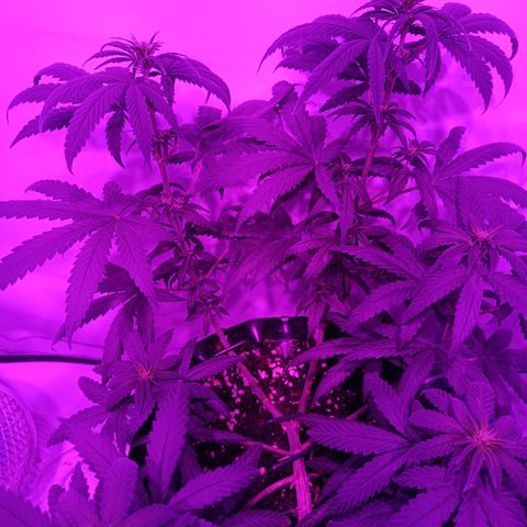 Wedding Cheesecake FF by GLGA growlog timeline photo