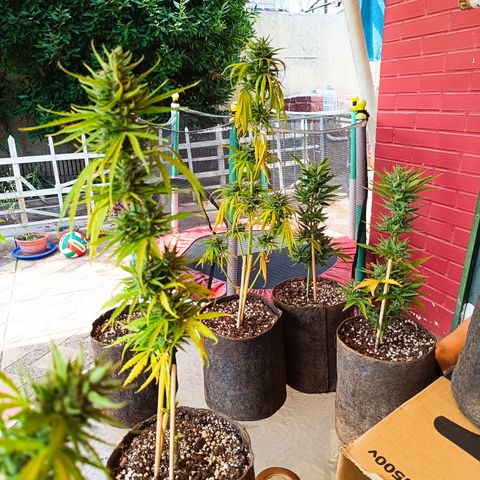 Rhino Ryder + Chemdawg / Sandita growlog timeline photo
