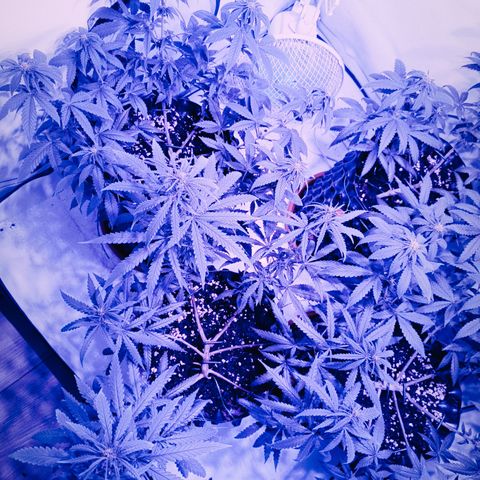 Wedding Cheesecake FF by GLGA growlog timeline photo