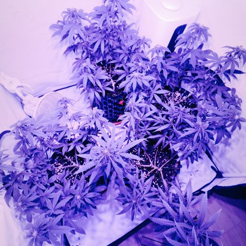 Wedding Cheesecake FF by GLGA growlog timeline photo
