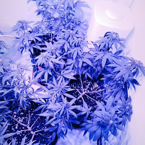 Wedding Cheesecake FF by GLGA growlog timeline photo