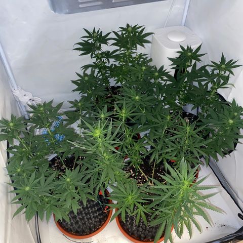 Wedding Cheesecake FF by GLGA growlog timeline photo