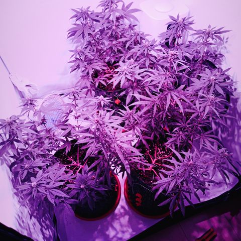 Wedding Cheesecake FF by GLGA growlog timeline photo