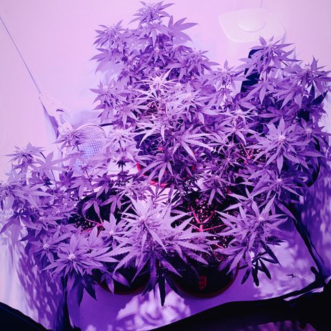 Wedding Cheesecake FF by GLGA growlog timeline photo