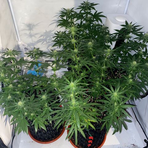 Wedding Cheesecake FF by GLGA growlog timeline photo
