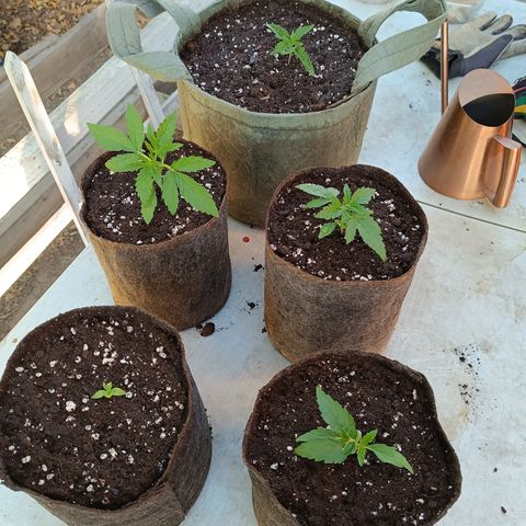 Tutankhamon Auto / Sandita growlog timeline photo