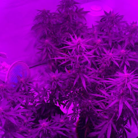 Wedding Cheesecake FF by GLGA growlog timeline photo