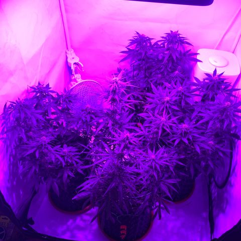 Wedding Cheesecake FF by GLGA growlog timeline photo