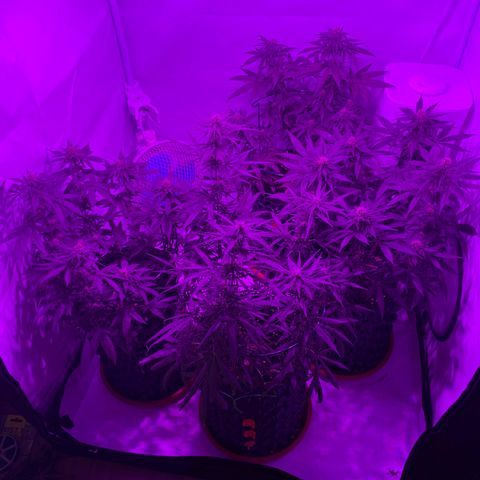 Wedding Cheesecake FF by GLGA growlog timeline photo