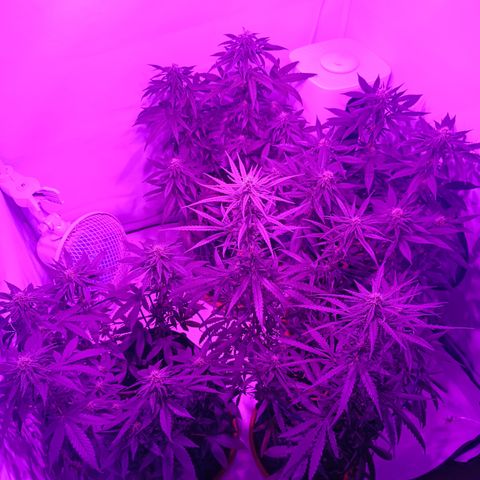 Wedding Cheesecake FF by GLGA growlog timeline photo