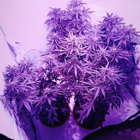 Wedding Cheesecake FF by GLGA growlog timeline photo