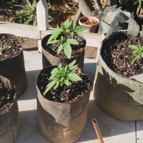Tutankhamon Auto / Sandita growlog timeline photo