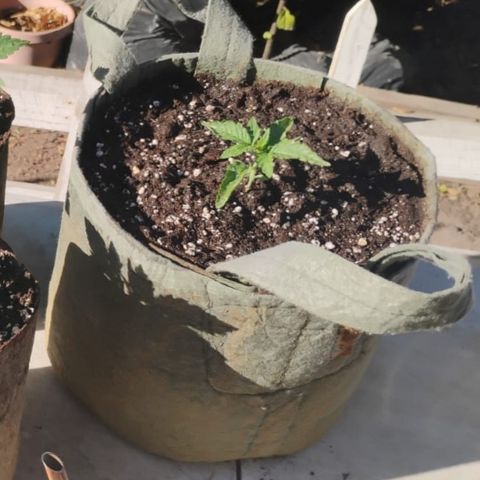 BananaPurplePunchAuto / Niquito growlog timeline photo