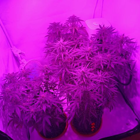Wedding Cheesecake FF by GLGA growlog timeline photo