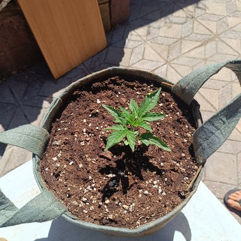 BananaPurplePunchAuto / Niquito growlog timeline photo
