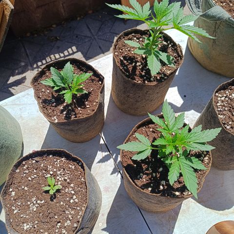 Tutankhamon Auto / Sandita growlog timeline photo