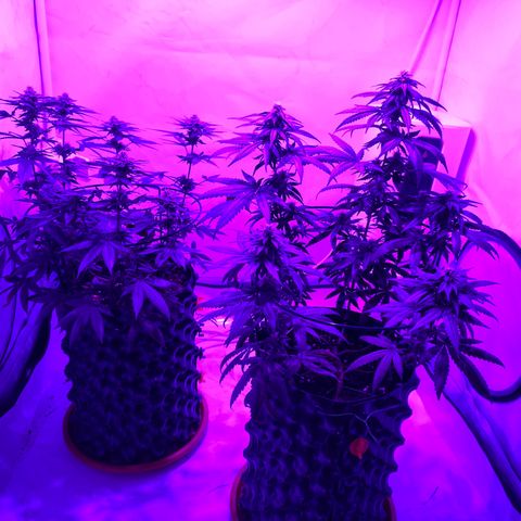 Wedding Cheesecake FF by GLGA growlog timeline photo