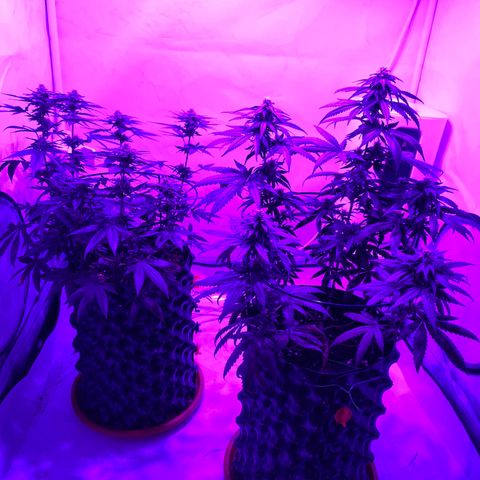 Wedding Cheesecake FF by GLGA growlog timeline photo