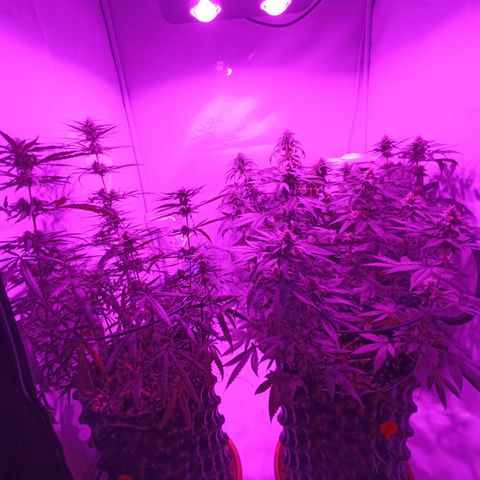 Wedding Cheesecake FF by GLGA growlog timeline photo