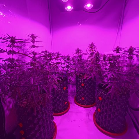 Wedding Cheesecake FF by GLGA growlog timeline photo