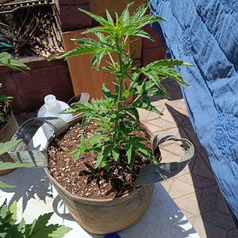BananaPurplePunchAuto / Niquito growlog timeline photo