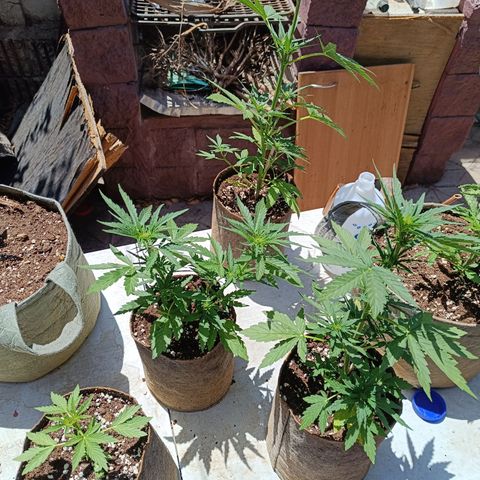Tutankhamon Auto / Sandita growlog timeline photo