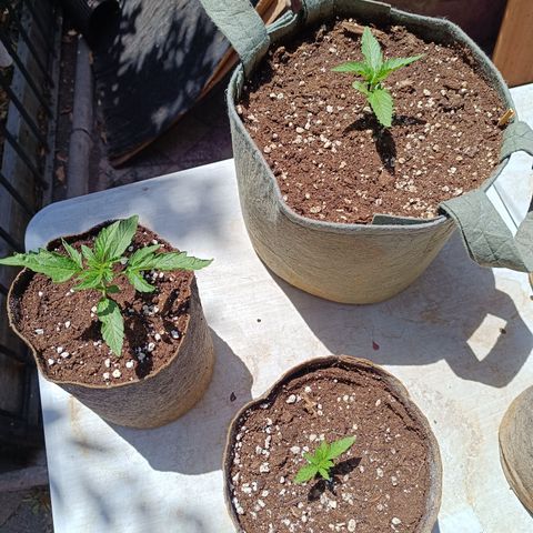 BananaPurplePunchAuto+AutoTutankhamon / Sandita growlog timeline photo