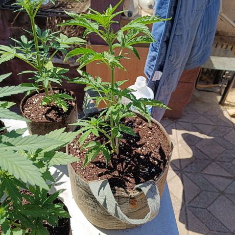 BananaPurplePunchAuto / Niquito growlog timeline photo