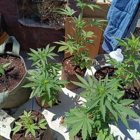 Tutankhamon Auto / Sandita growlog timeline photo