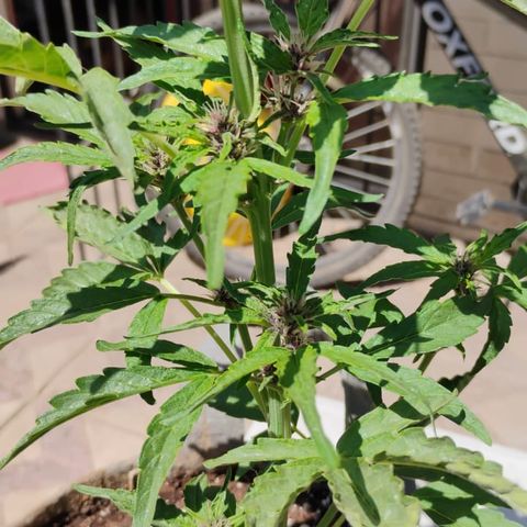 BananaPurplePunchAuto / Niquito growlog timeline photo