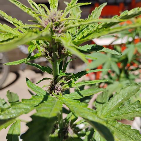BananaPurplePunchAuto / Niquito growlog timeline photo