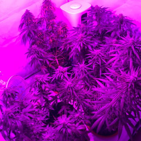 Wedding Cheesecake FF by GLGA growlog timeline photo